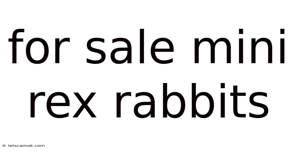 For Sale Mini Rex Rabbits