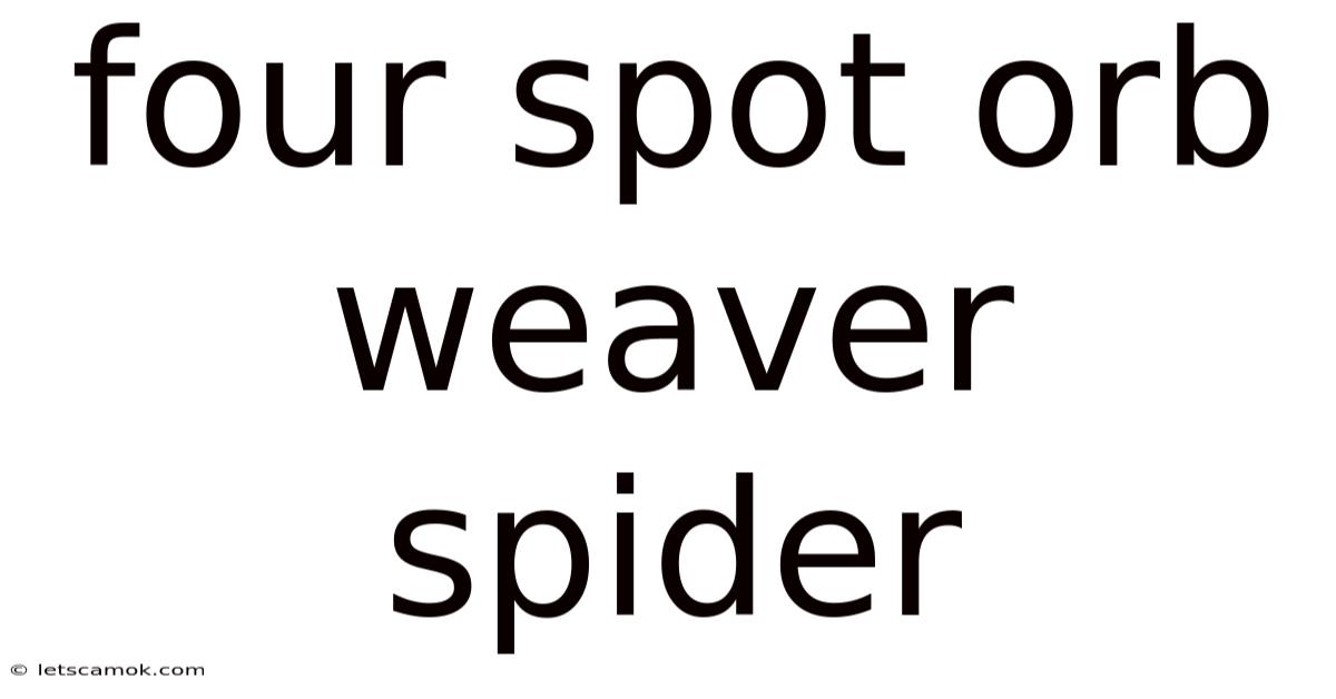 Four Spot Orb Weaver Spider
