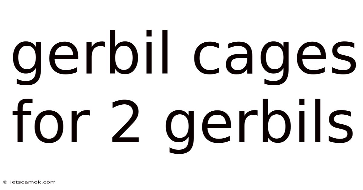 Gerbil Cages For 2 Gerbils