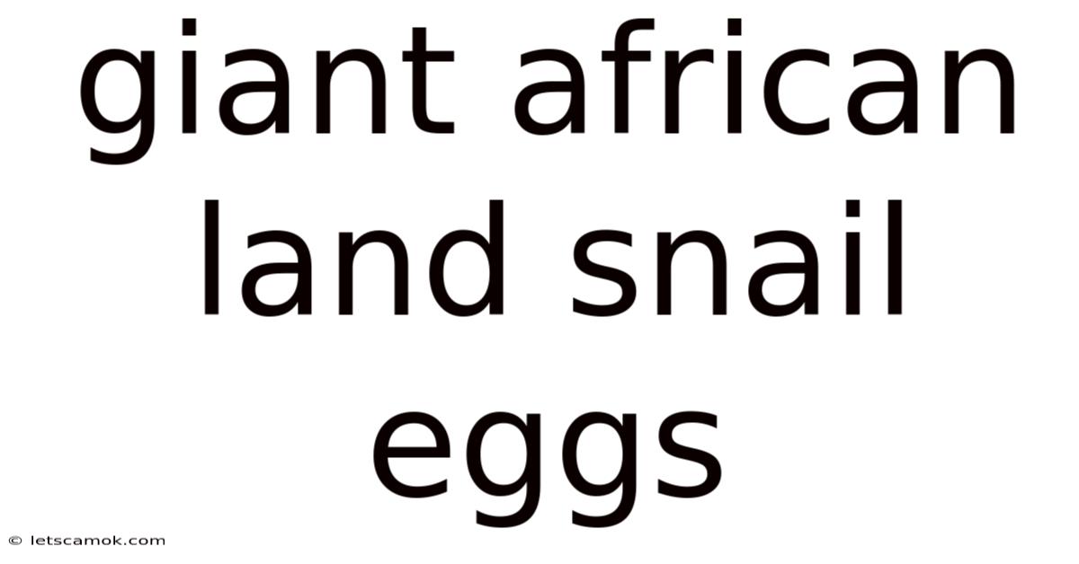 Giant African Land Snail Eggs