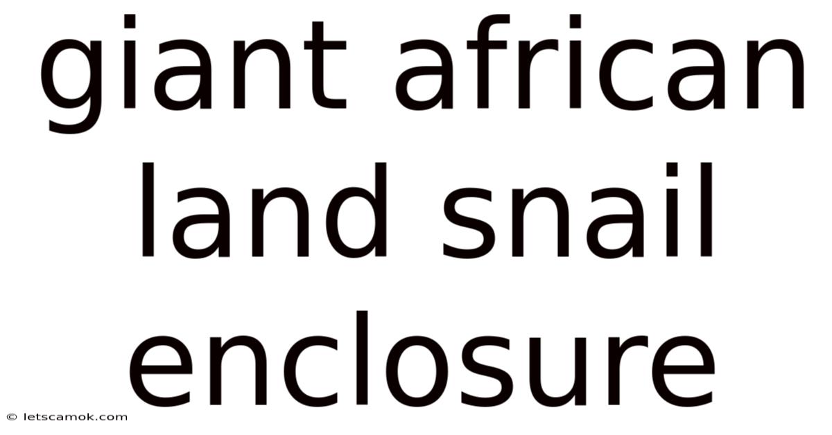 Giant African Land Snail Enclosure