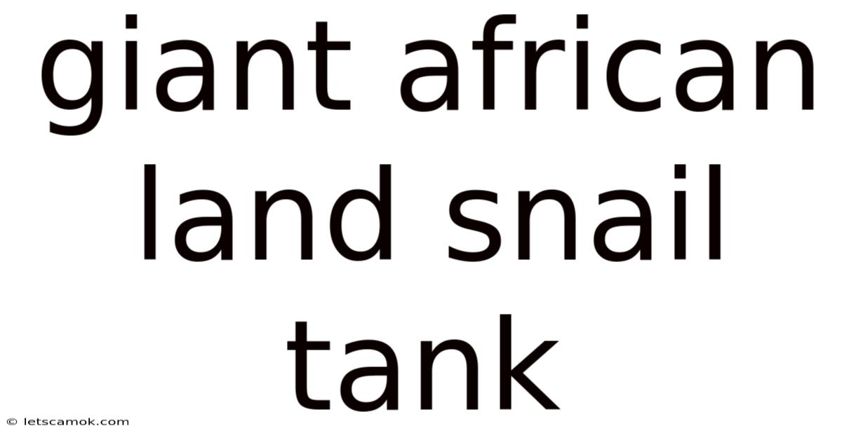 Giant African Land Snail Tank