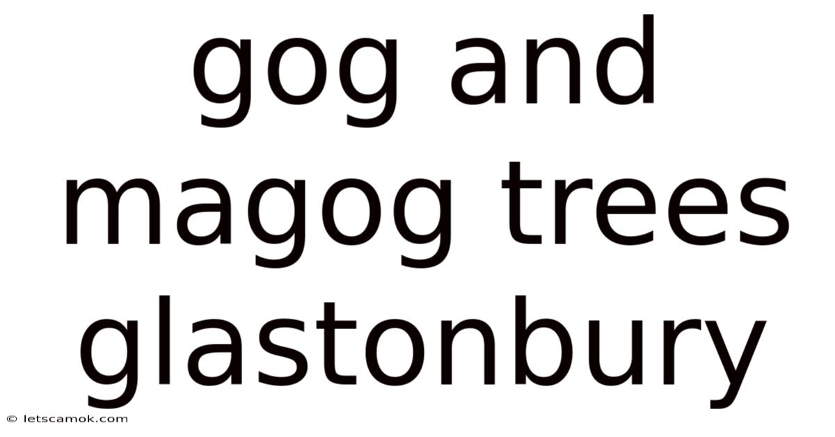 Gog And Magog Trees Glastonbury