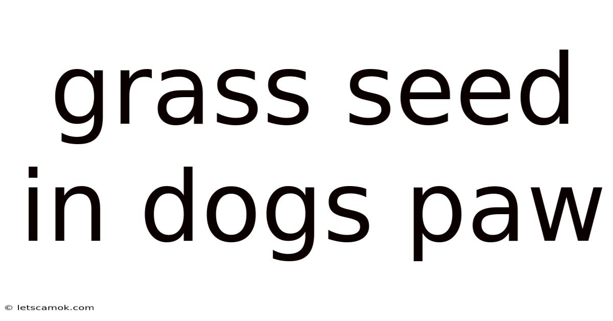 Grass Seed In Dogs Paw