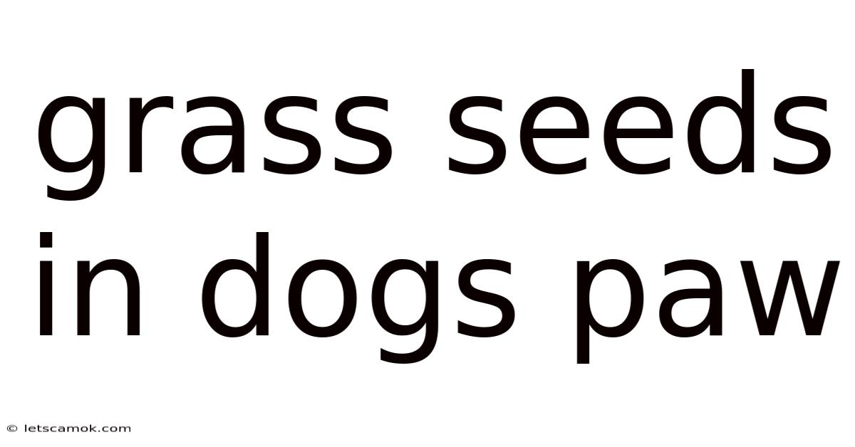 Grass Seeds In Dogs Paw