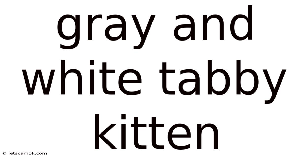 Gray And White Tabby Kitten