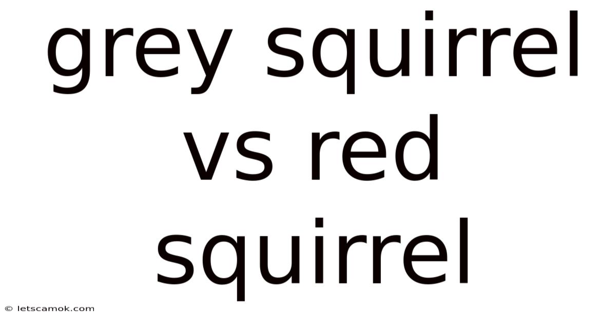 Grey Squirrel Vs Red Squirrel