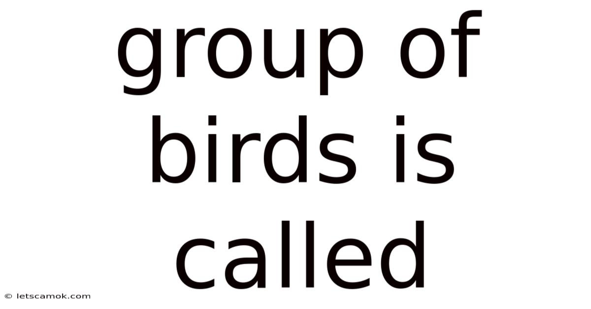 Group Of Birds Is Called