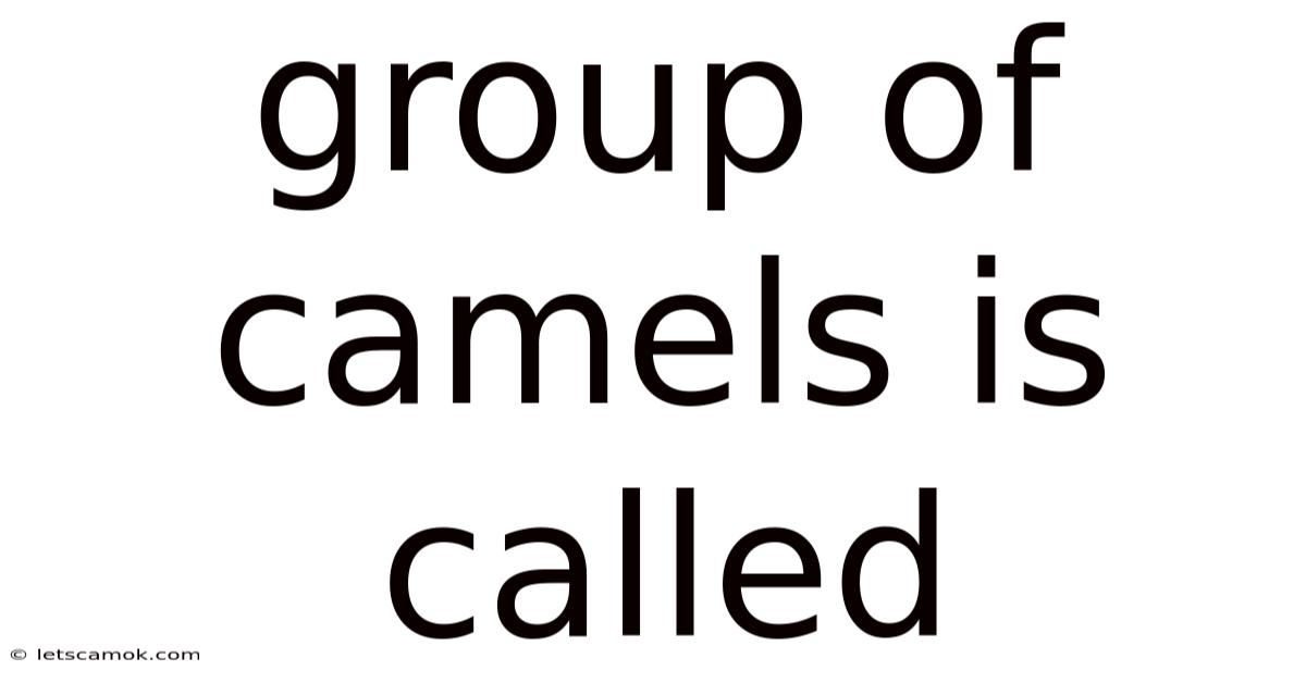 Group Of Camels Is Called