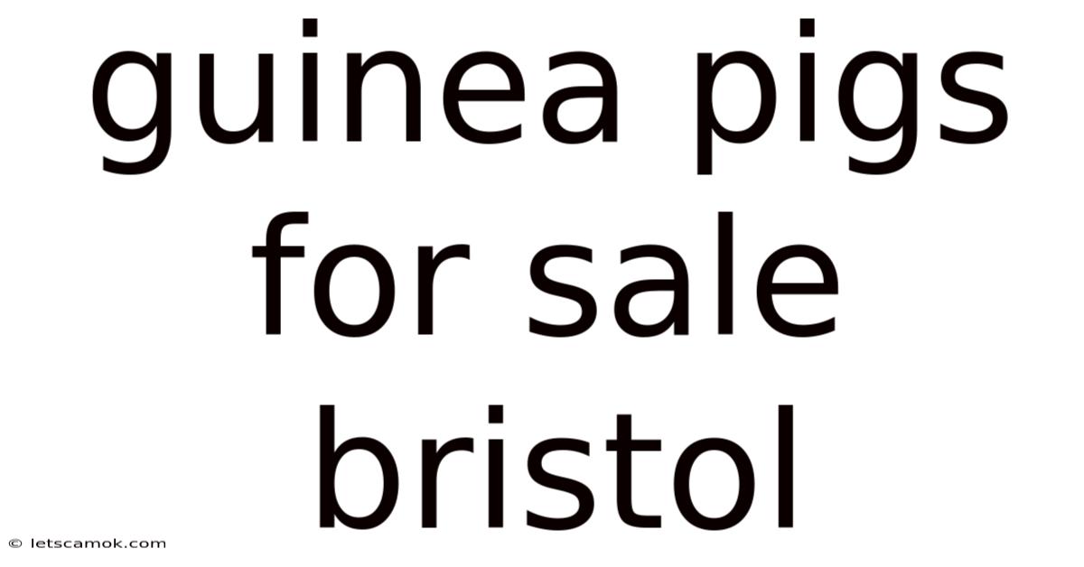 Guinea Pigs For Sale Bristol