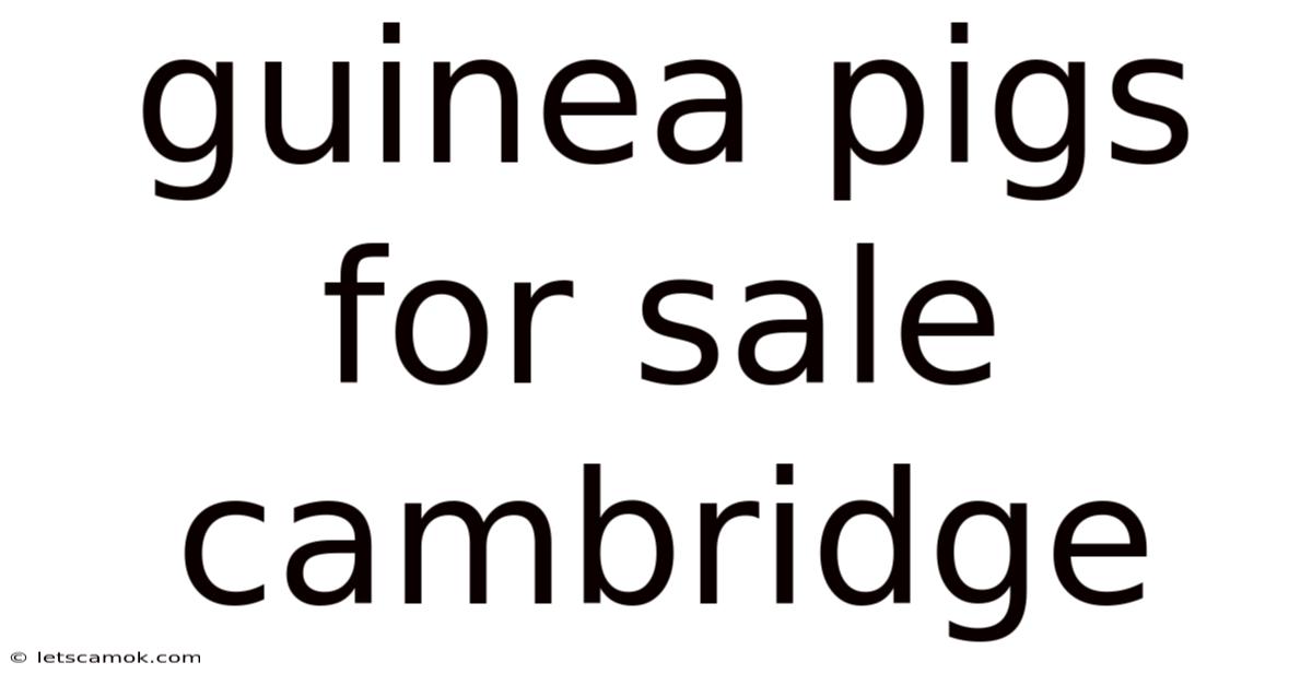 Guinea Pigs For Sale Cambridge