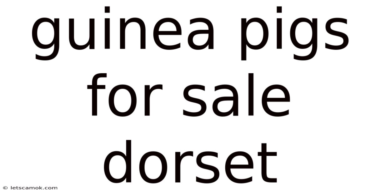 Guinea Pigs For Sale Dorset