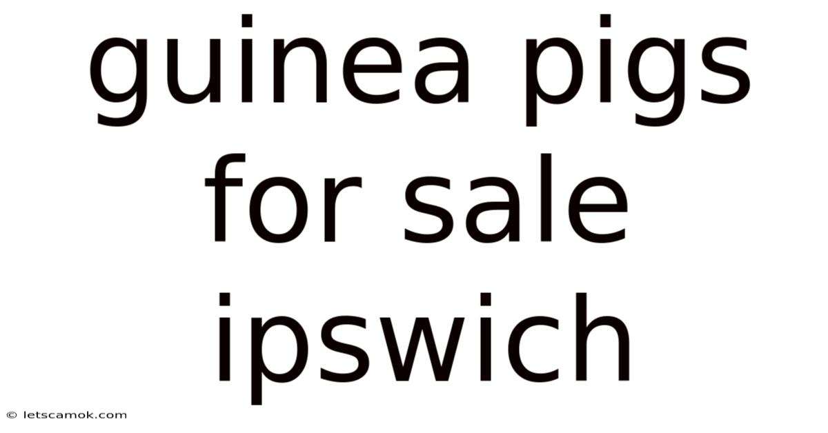 Guinea Pigs For Sale Ipswich