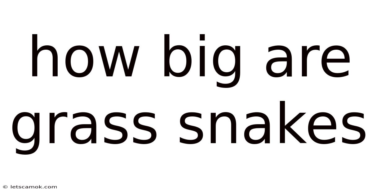 How Big Are Grass Snakes