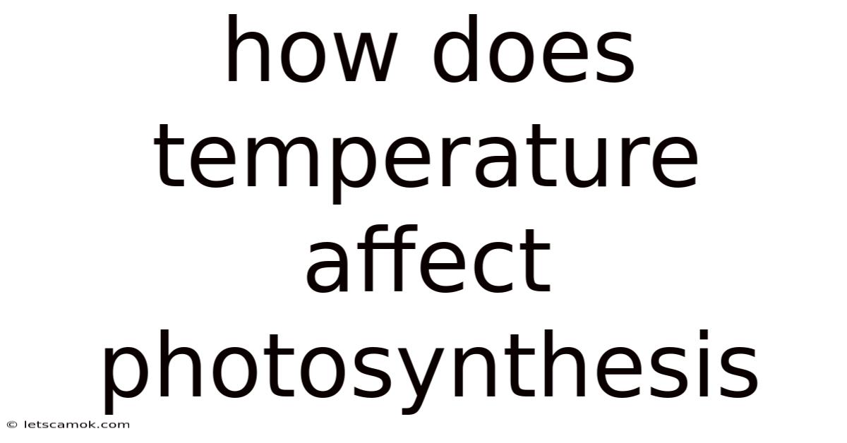 How Does Temperature Affect Photosynthesis