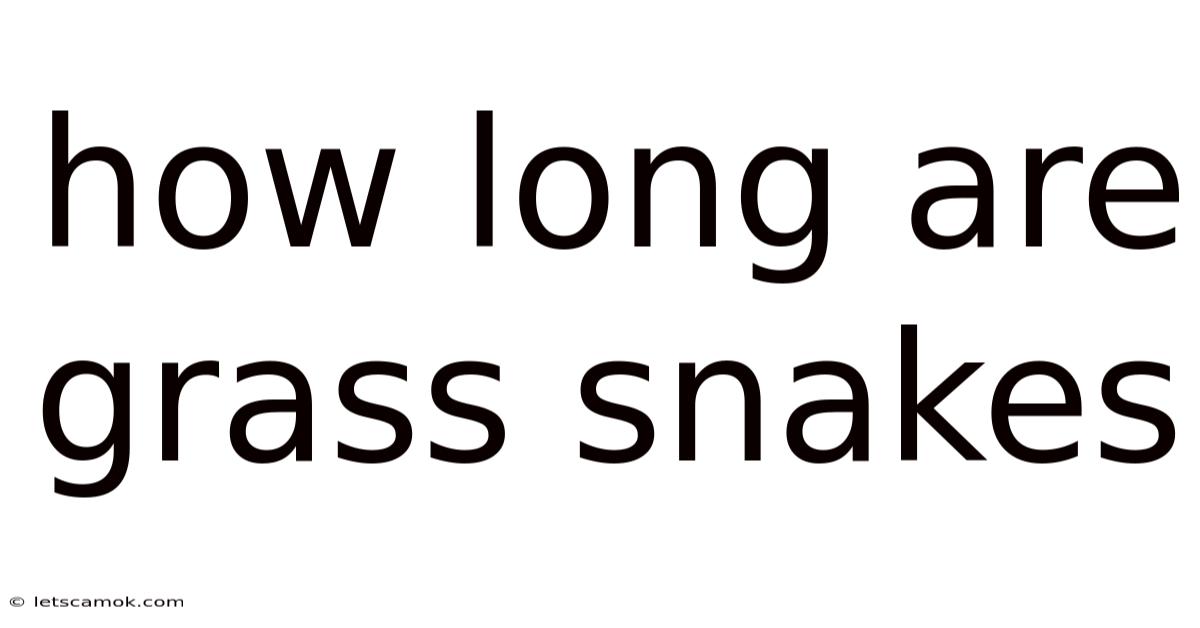 How Long Are Grass Snakes