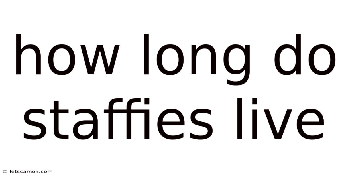 How Long Do Staffies Live