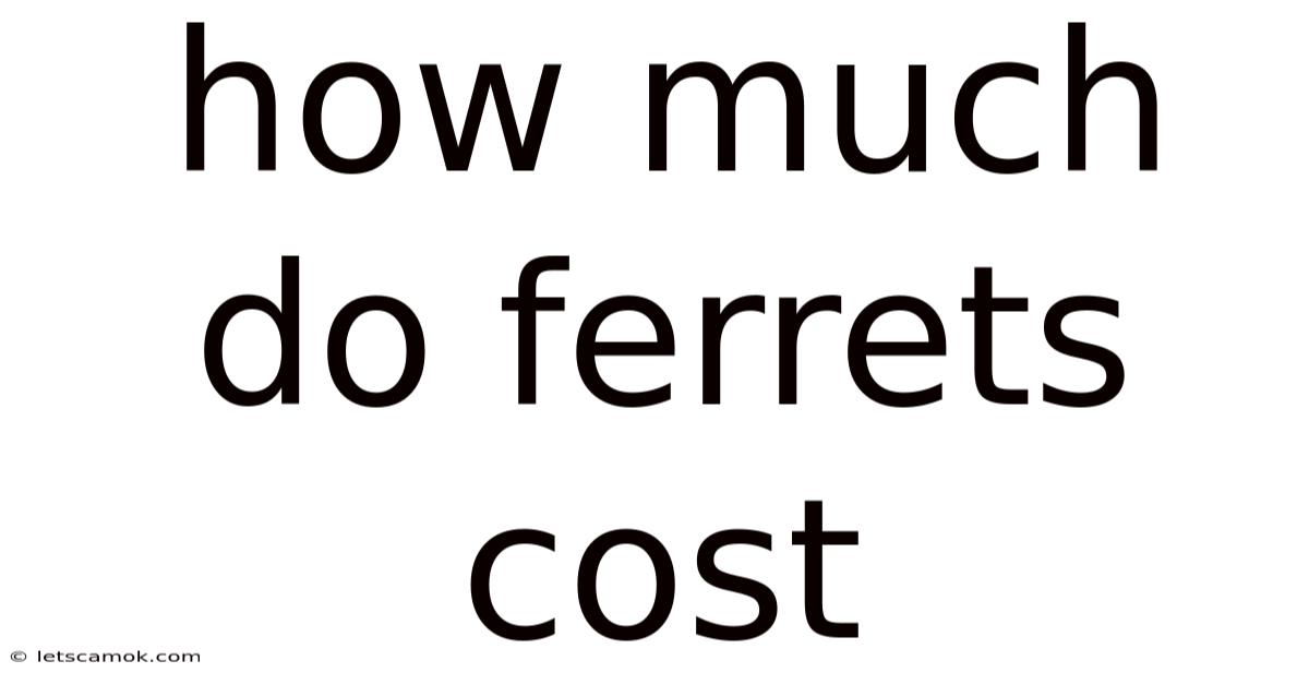 How Much Do Ferrets Cost