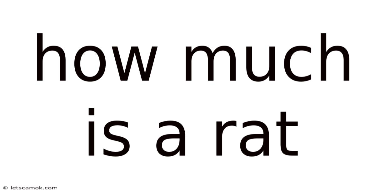 How Much Is A Rat