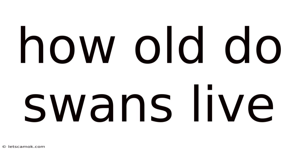 How Old Do Swans Live