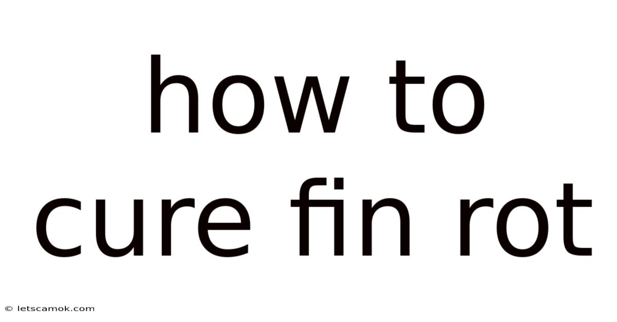 How To Cure Fin Rot