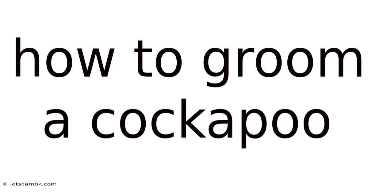 How To Groom A Cockapoo