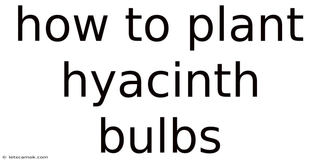 How To Plant Hyacinth Bulbs
