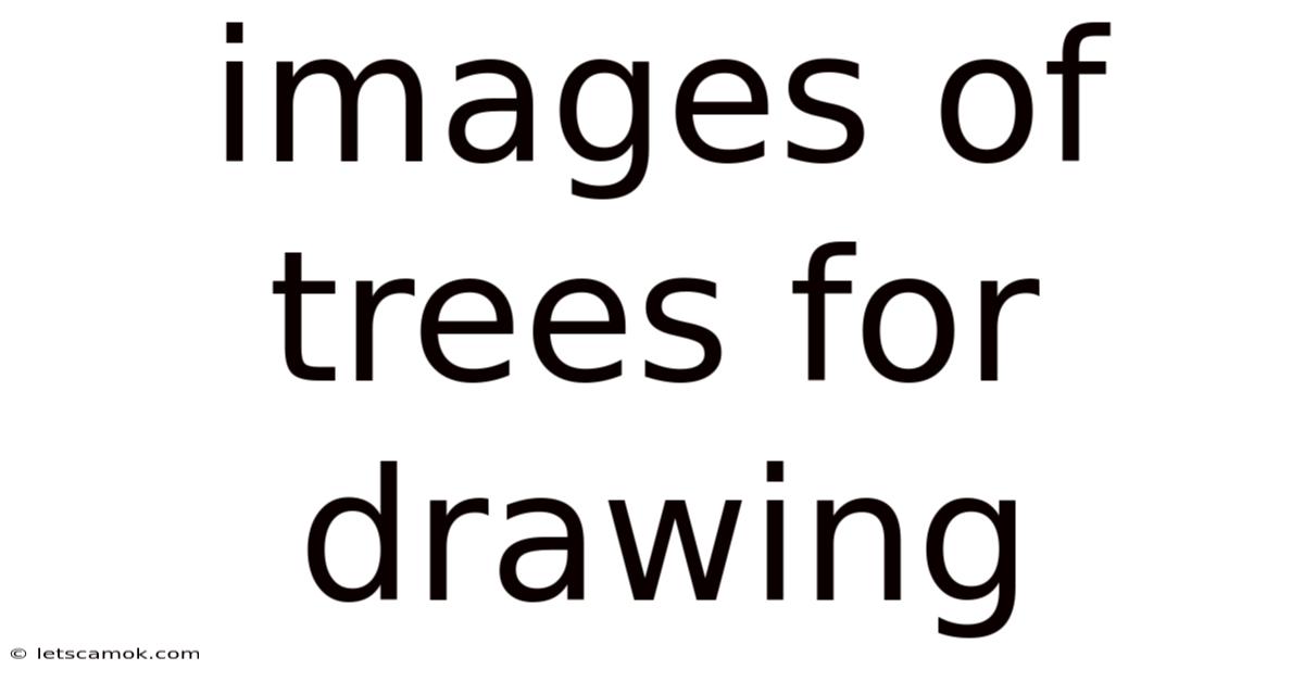 Images Of Trees For Drawing
