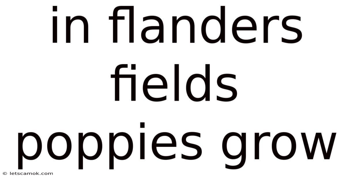 In Flanders Fields Poppies Grow