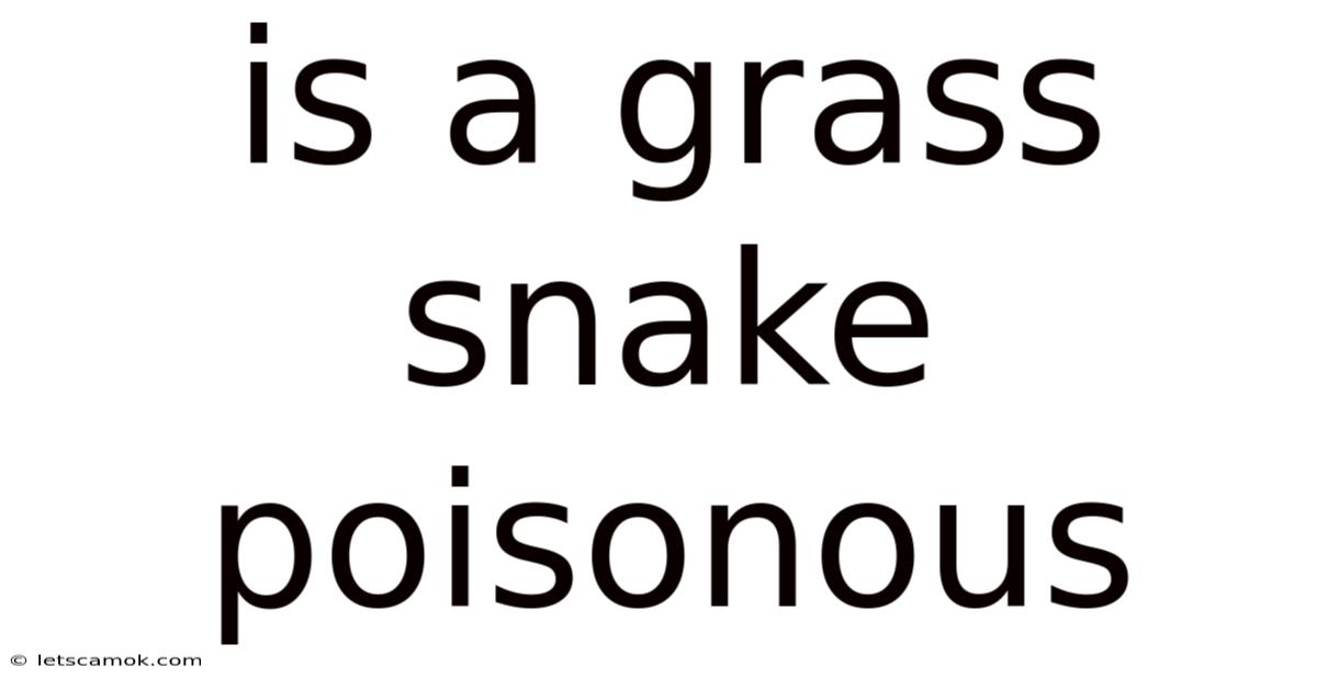 Is A Grass Snake Poisonous