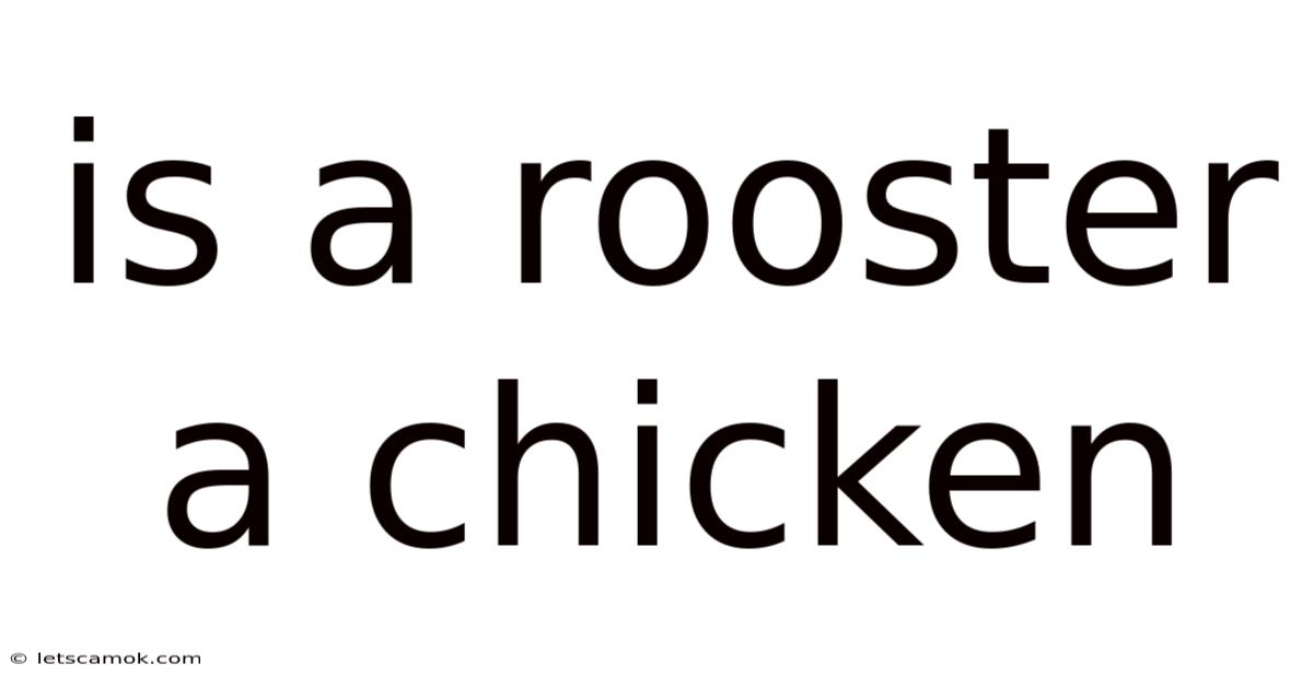 Is A Rooster A Chicken