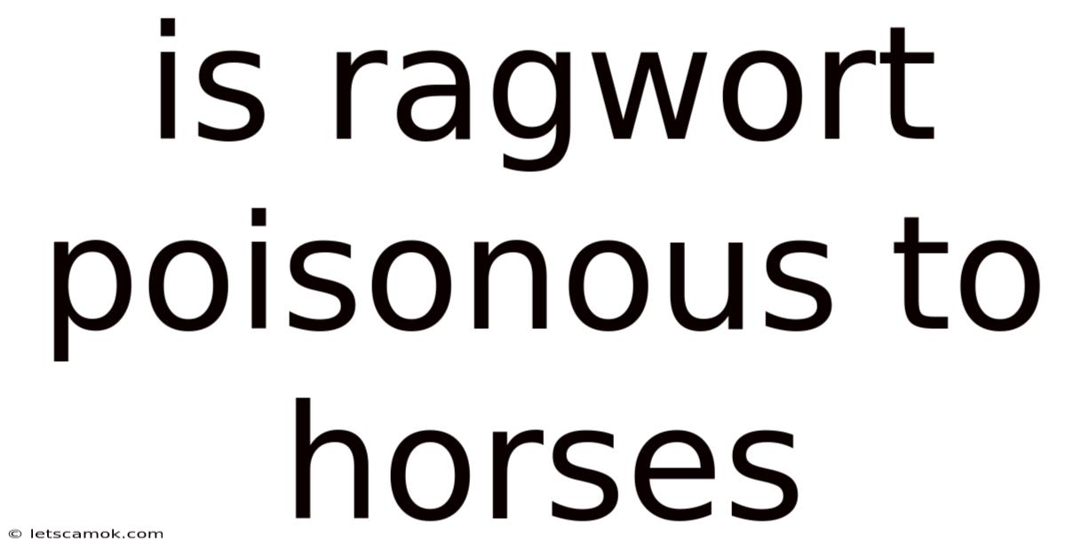 Is Ragwort Poisonous To Horses