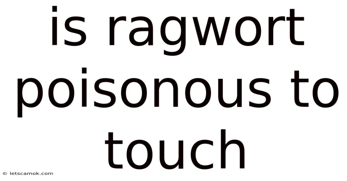 Is Ragwort Poisonous To Touch