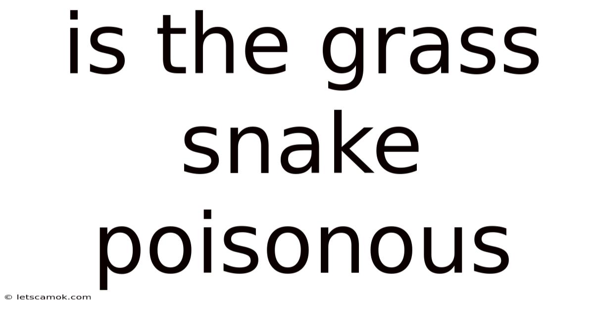 Is The Grass Snake Poisonous