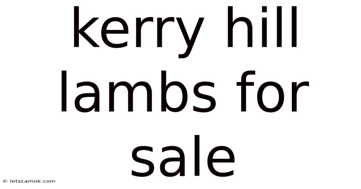 Kerry Hill Lambs For Sale