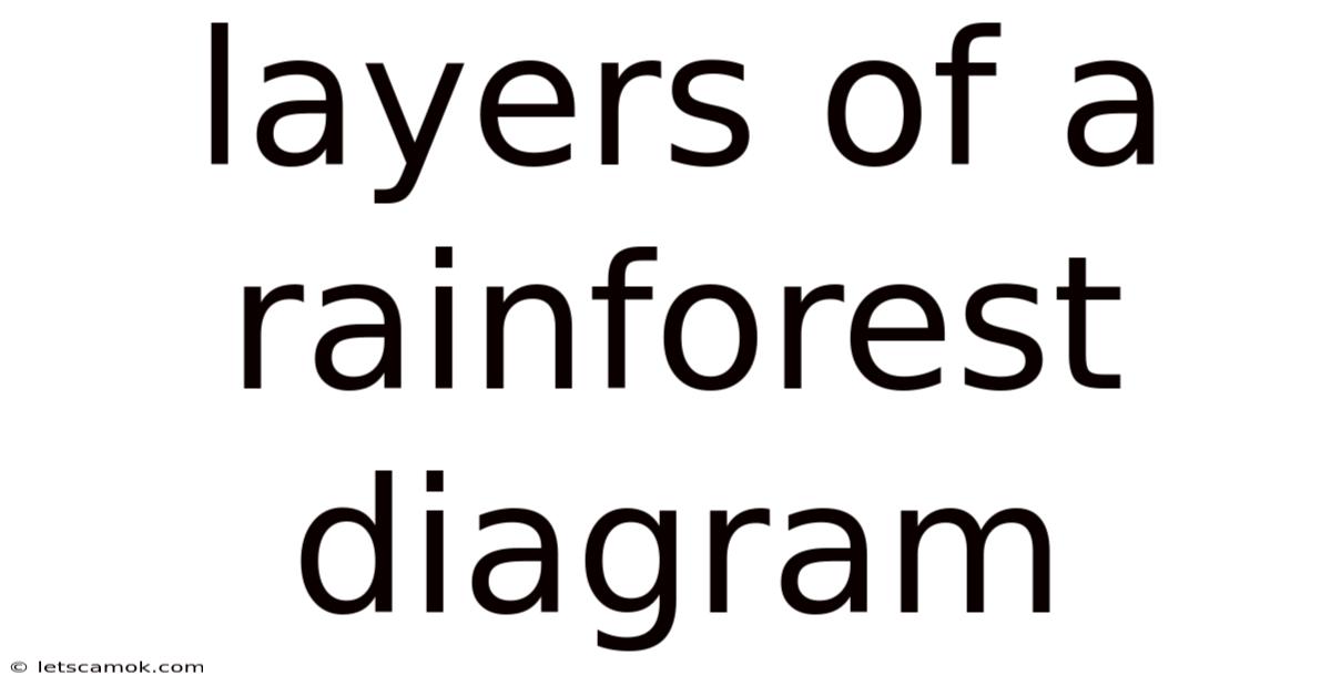 Layers Of A Rainforest Diagram