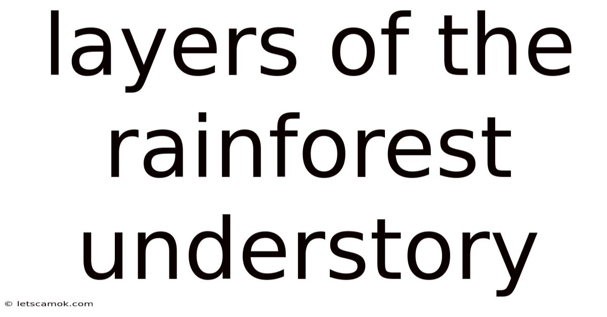 Layers Of The Rainforest Understory