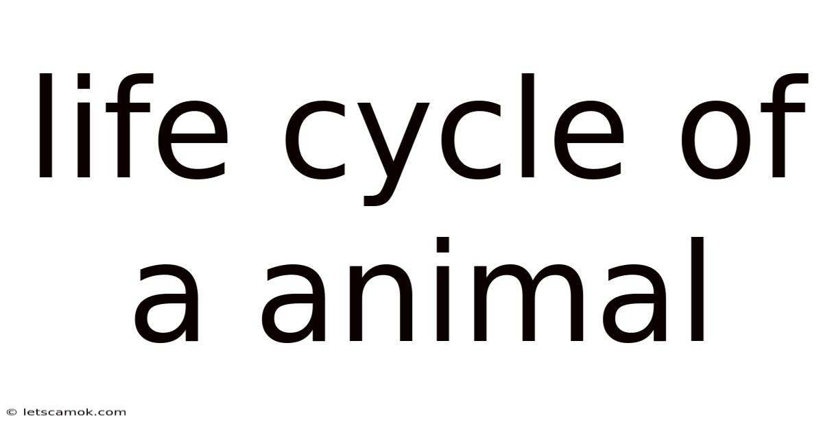 Life Cycle Of A Animal