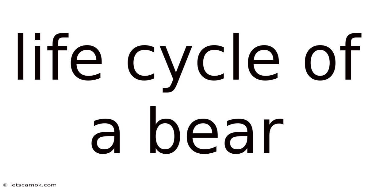 Life Cycle Of A Bear