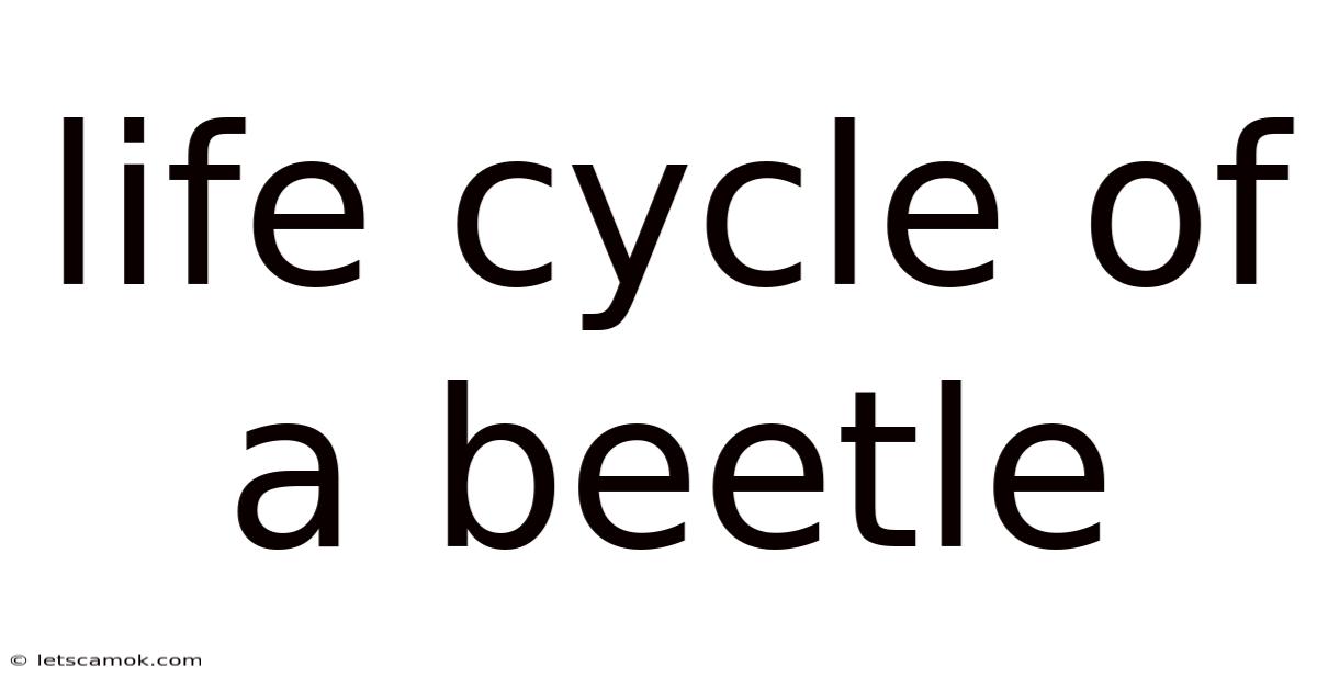 Life Cycle Of A Beetle