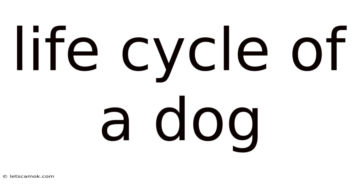 Life Cycle Of A Dog