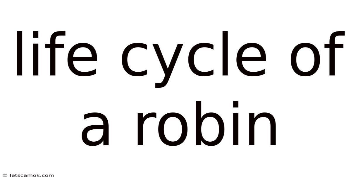 Life Cycle Of A Robin