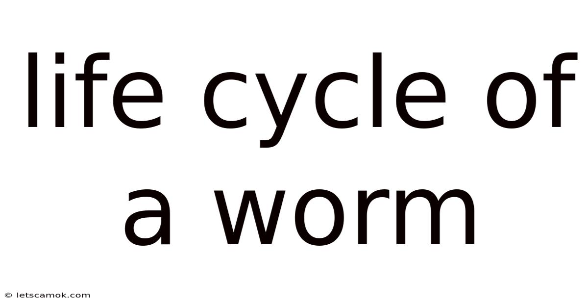 Life Cycle Of A Worm