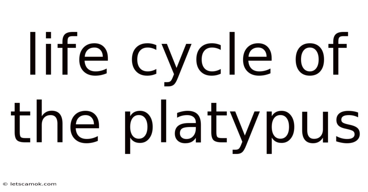 Life Cycle Of The Platypus