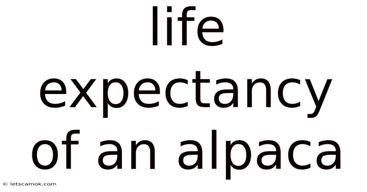 Life Expectancy Of An Alpaca