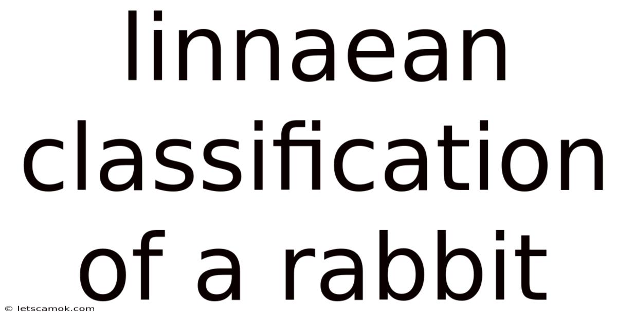 Linnaean Classification Of A Rabbit