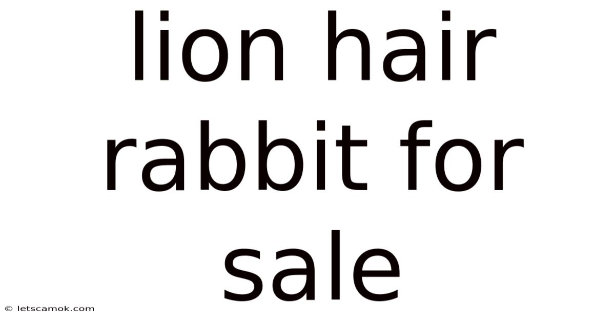 Lion Hair Rabbit For Sale