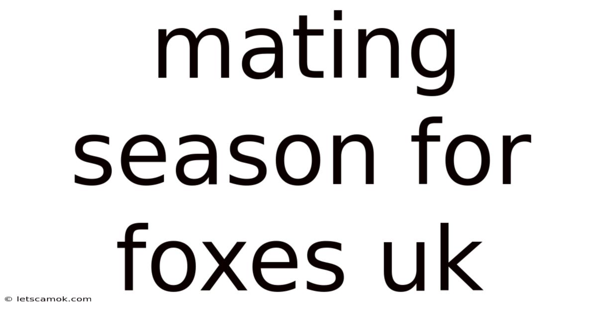 Mating Season For Foxes Uk