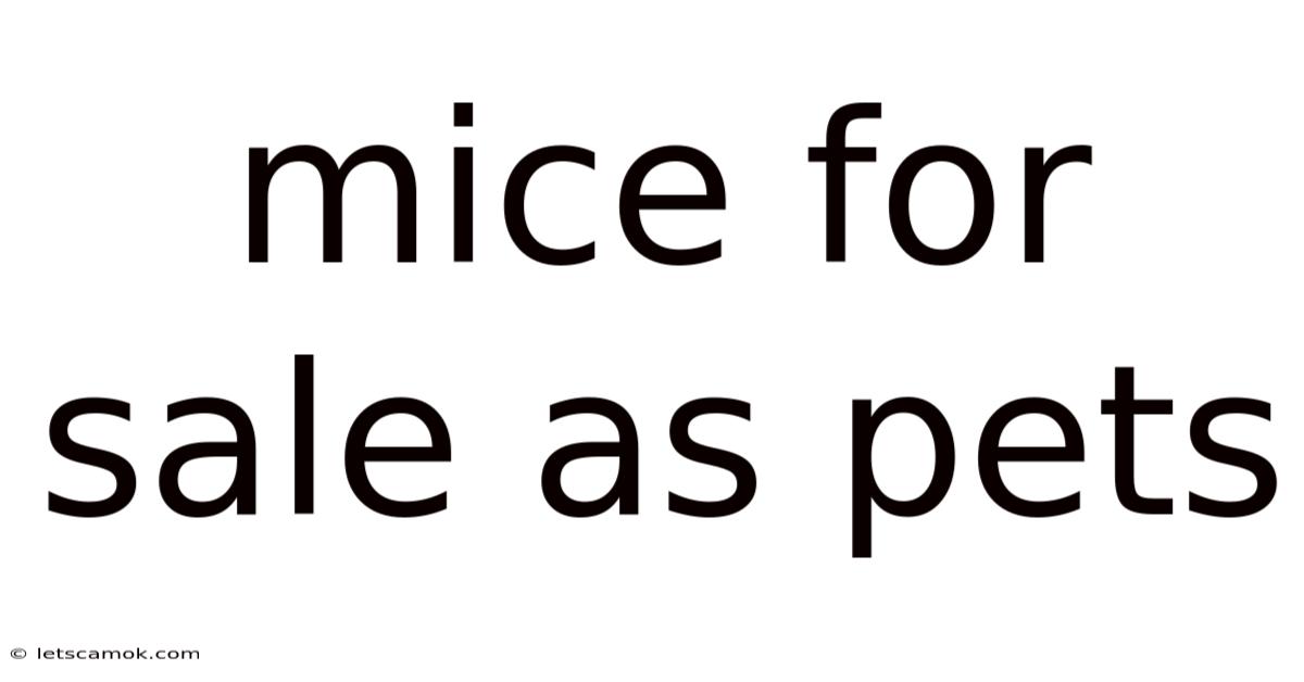 Mice For Sale As Pets