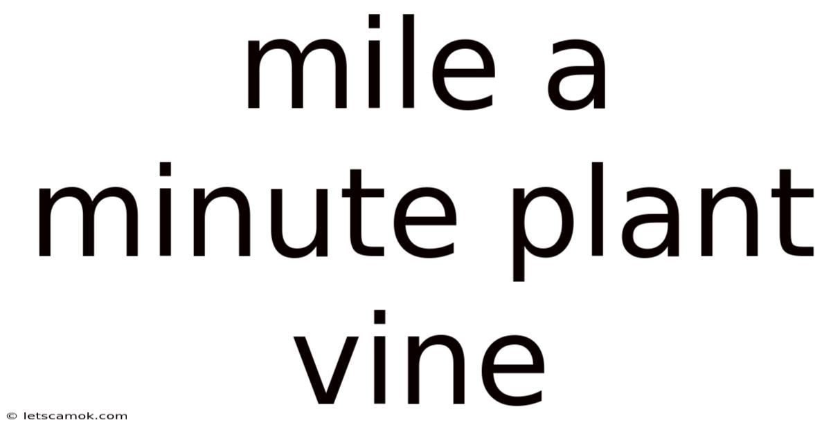 Mile A Minute Plant Vine